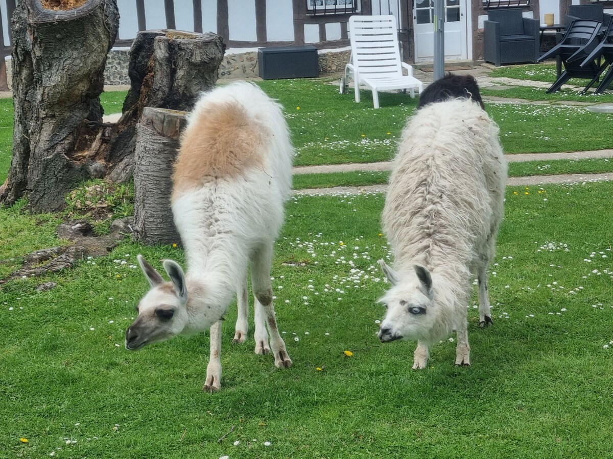 La Chaumière aux Lamas