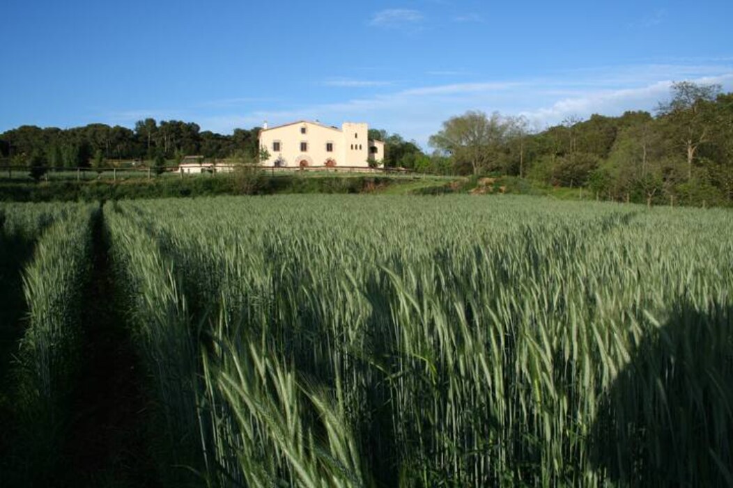 巴塞罗那附近的农舍10世纪