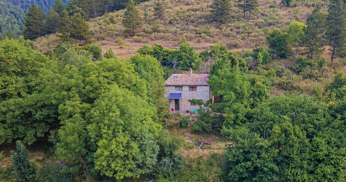 Erable des Juges, maison isolée. Vercors sud.