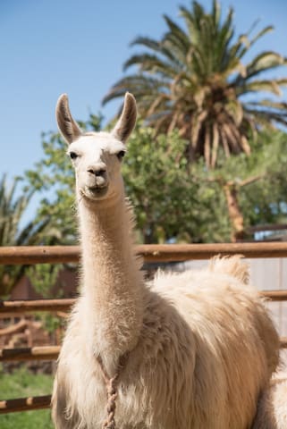 圣佩德罗德阿塔卡马 (San Pedro de Atacama)的民宿