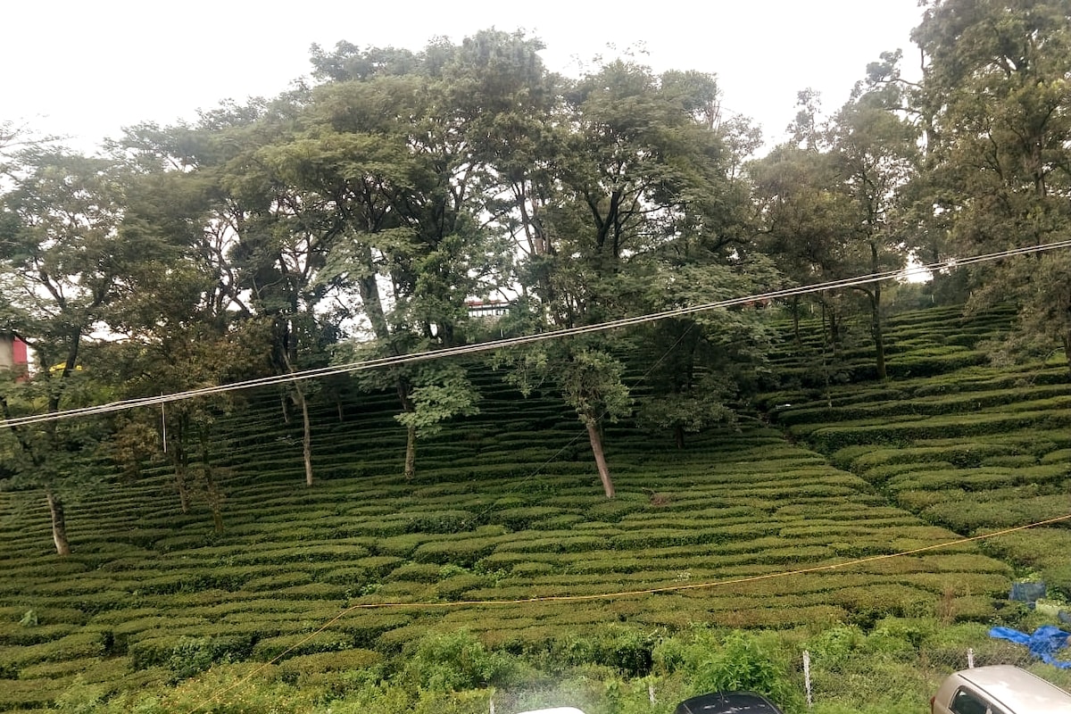 房间+私人厨房和阳台，茶园