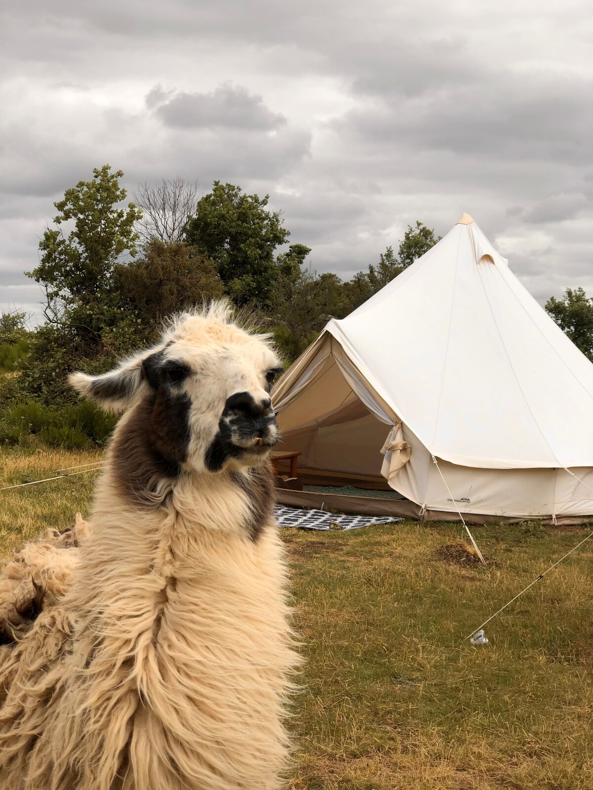 与5只大羊一起体验Bivouac私人体验