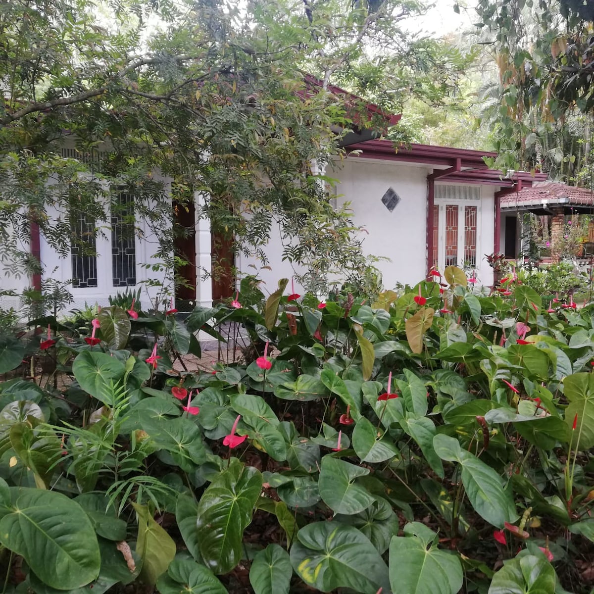 预算平房（回忆） Hali Ela ， Srilanka