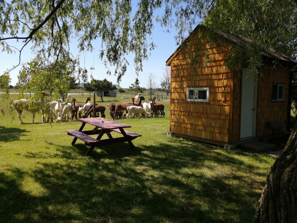 S.A.M.Y. 's Alpaca Farm & Fibre Studio