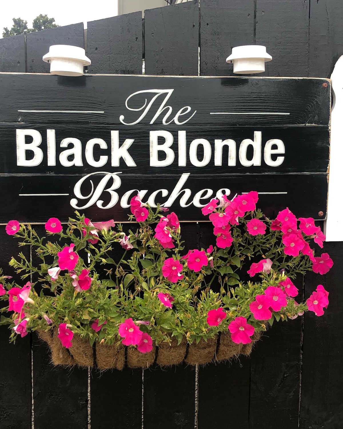 黑色金发巴赫（ Black Blonde Bach ） ，美丽的迷你屋，可欣赏美景