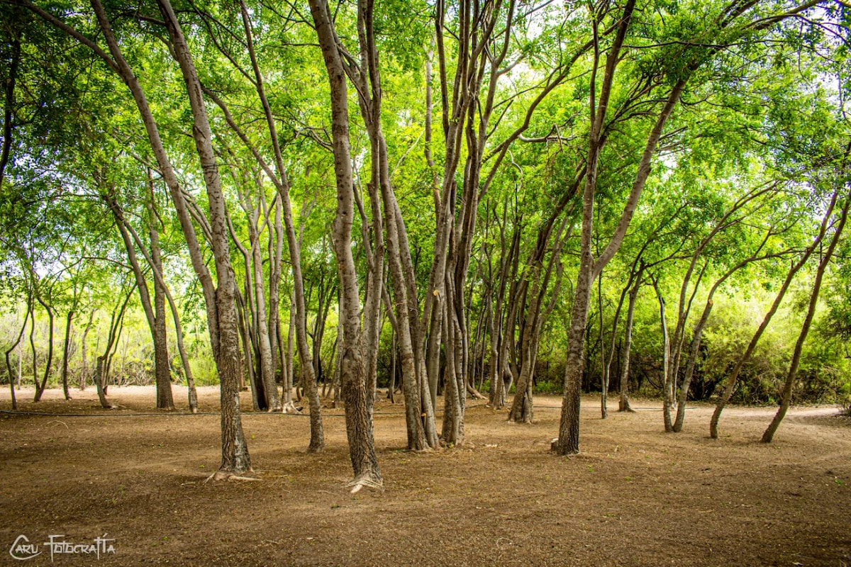 Zona De Camping El Abuelo Campamento