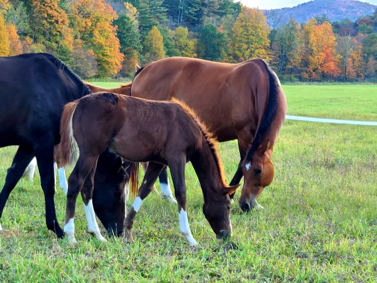 Camden Creek Farm