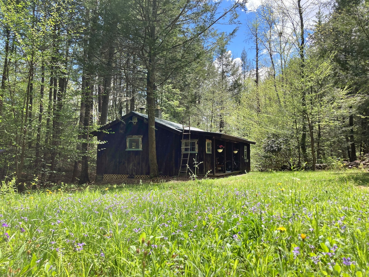 Off-the-Grid Cabin in the Forest