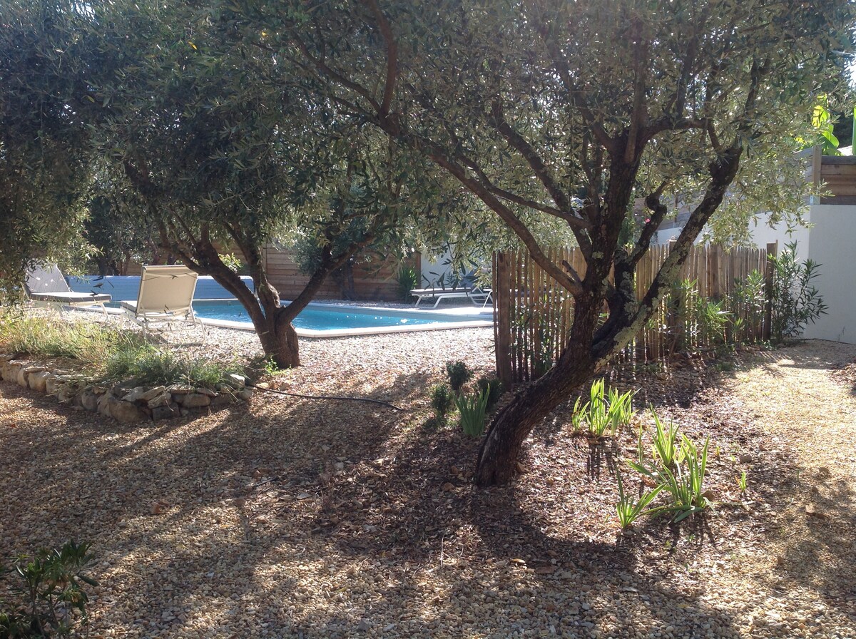 游泳池、藤蔓和橄榄树