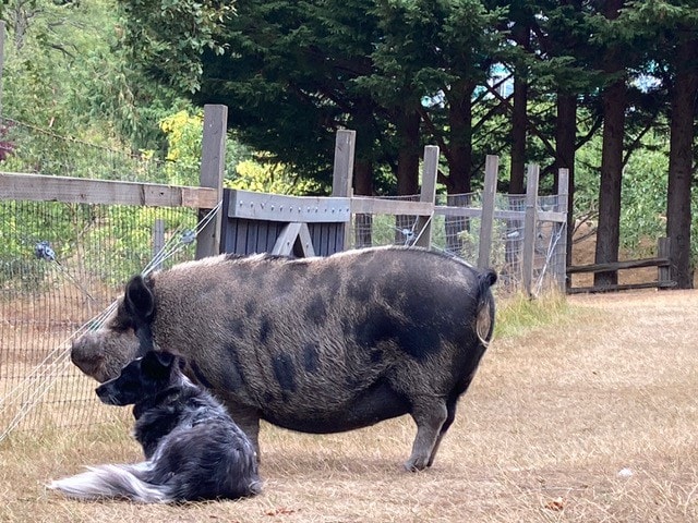 Pig Tail Suite at Once In A Blue Moon Farm