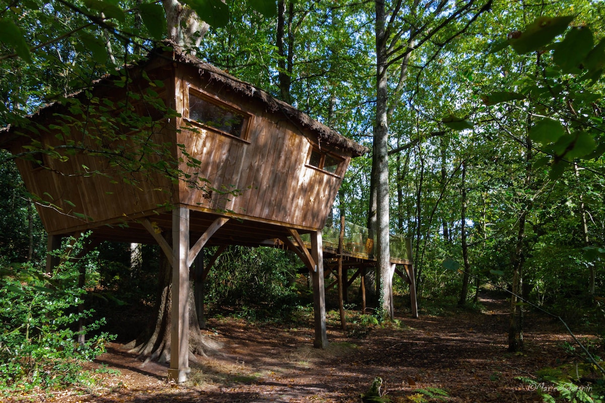 Cabane Mésange