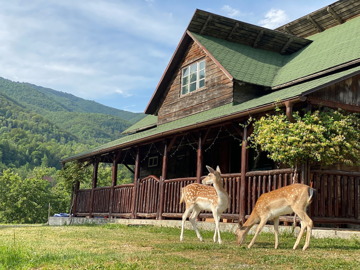 Carpathian Beauties 
Log Cabin