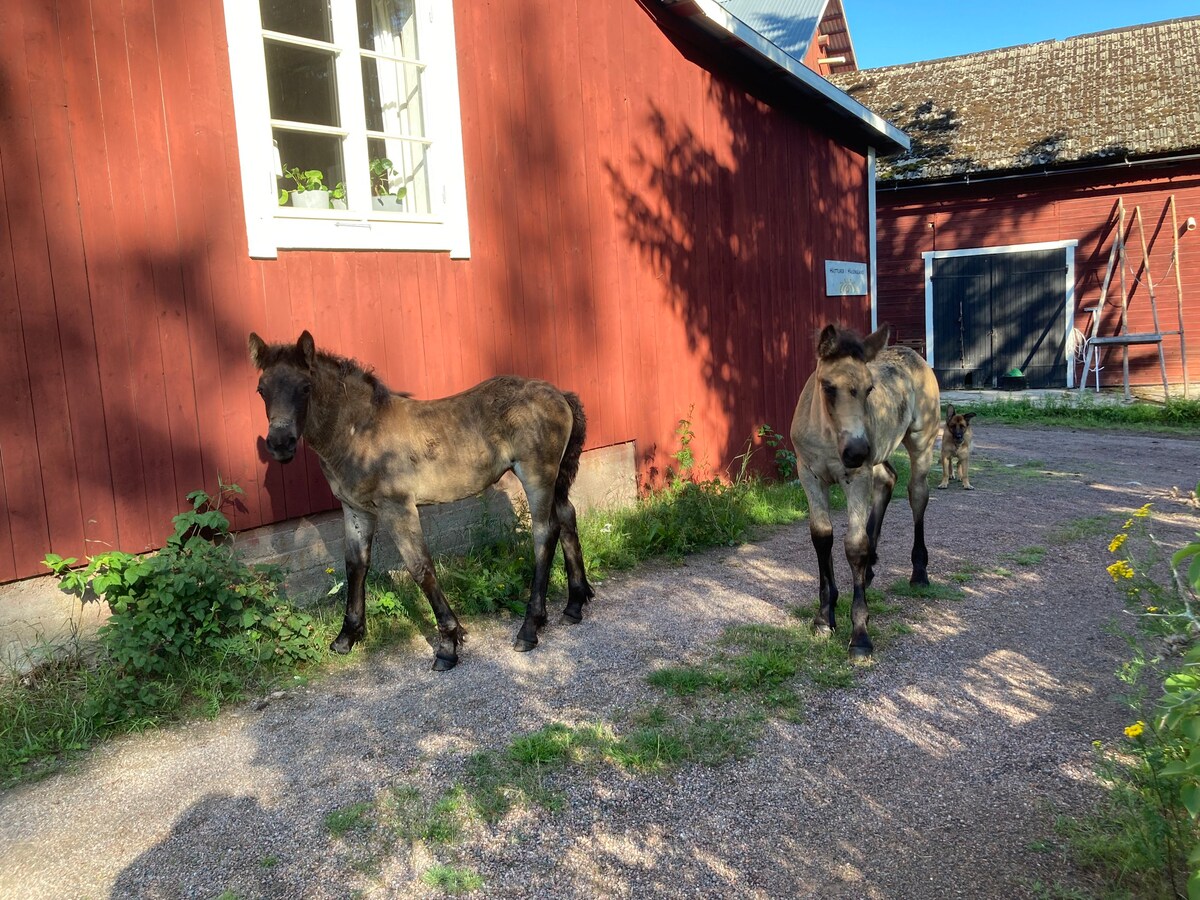 Bo på bondgård Hästturer i Hälsingland