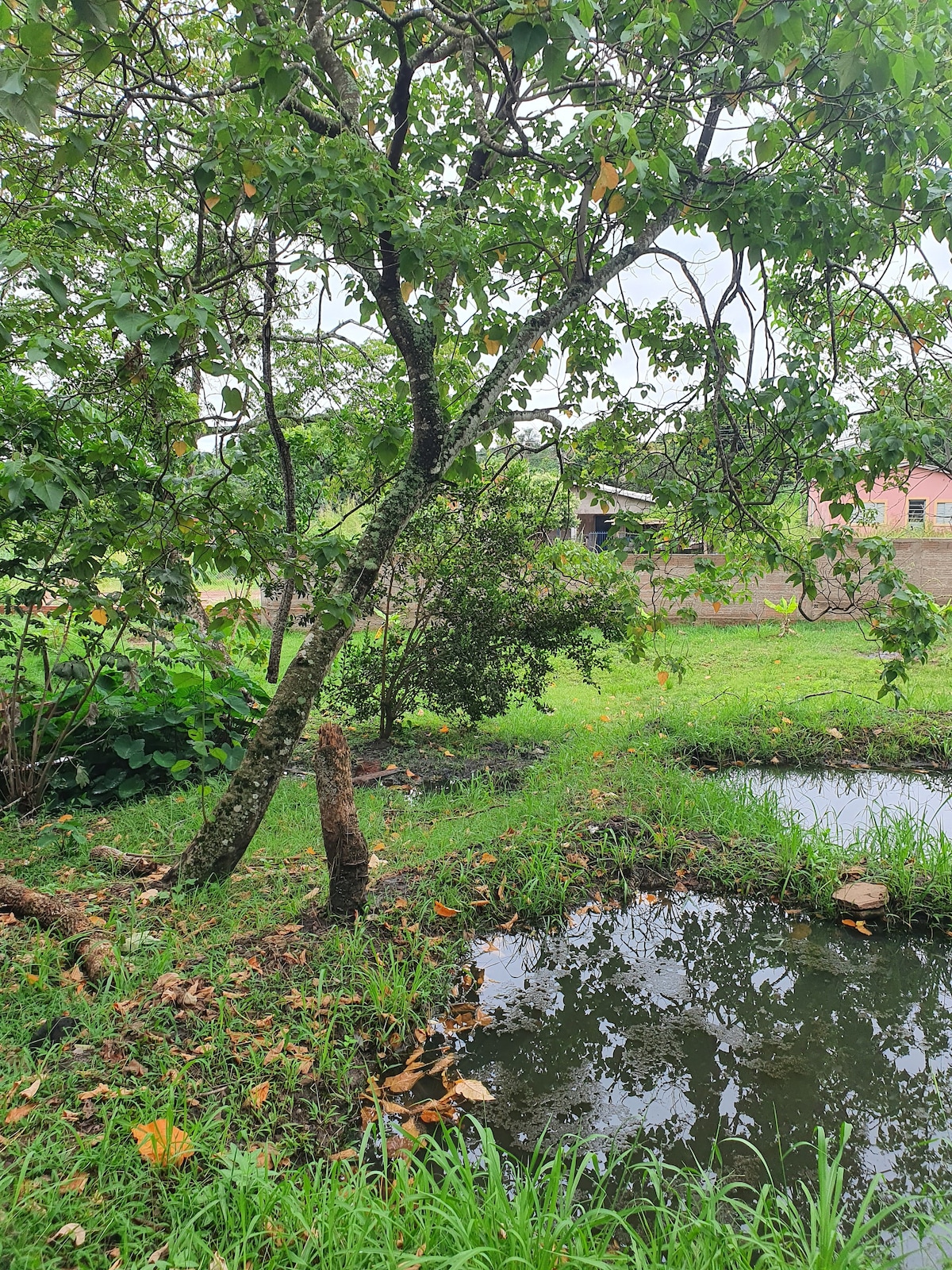 Green house with giant ipê trees