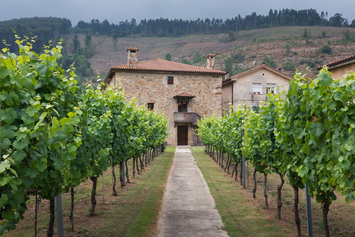 坎塔布里亚海岸Vineyard-Bodega的乡村小屋。