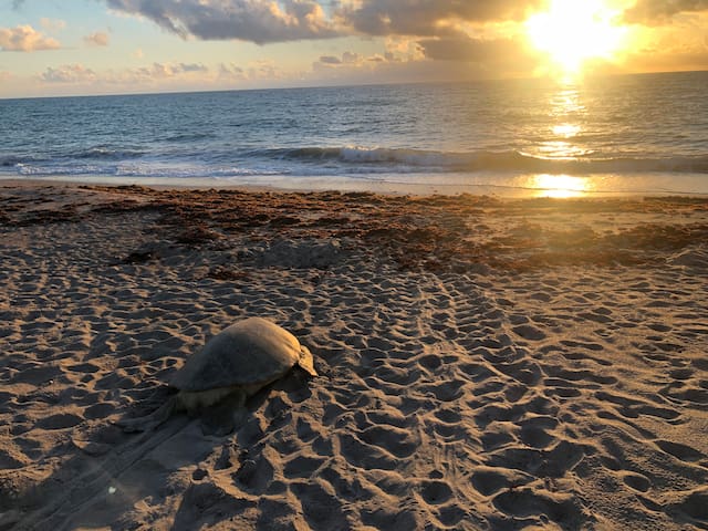 詹森海滩(Jensen Beach)的民宿