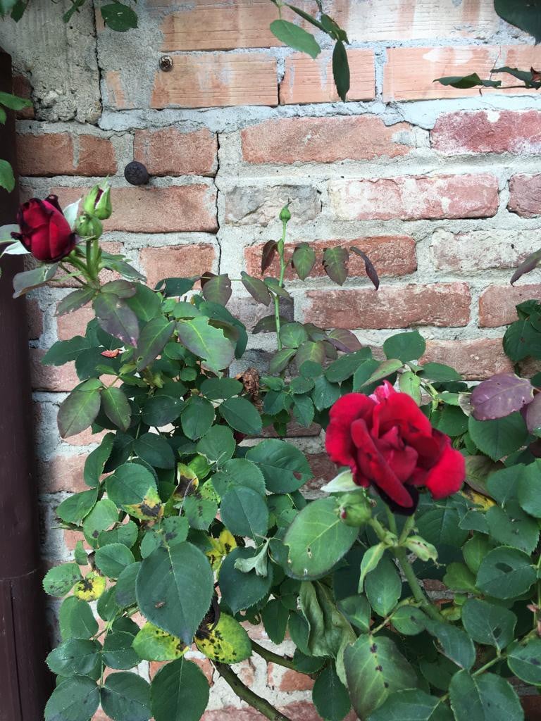 蒙费拉托山脉中的玫瑰别墅