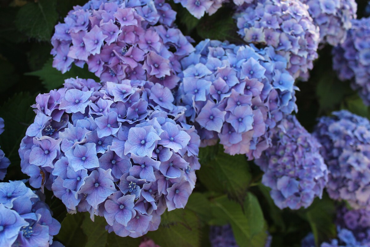 Gite les Hydrangeas in Angerville la martel