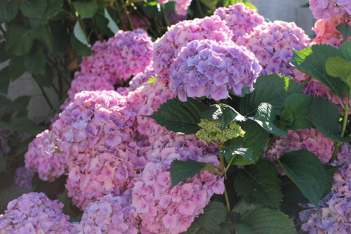 Gite les Hydrangeas in Angerville la martel