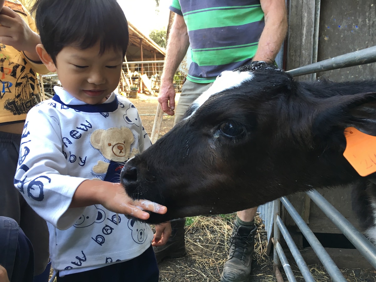 Bellevue Farmstay: animal feedings, tractor rides