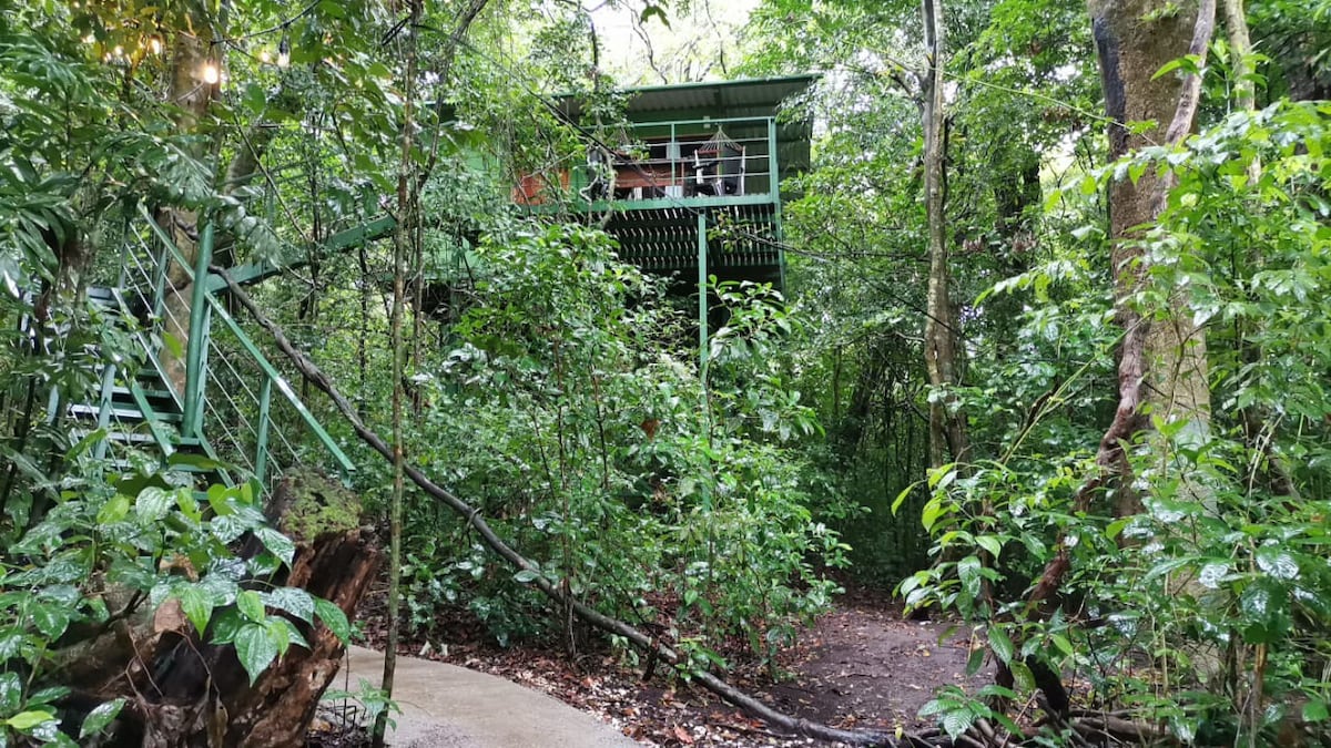 Jungle Living Tree House Canopy-Howler Monkey