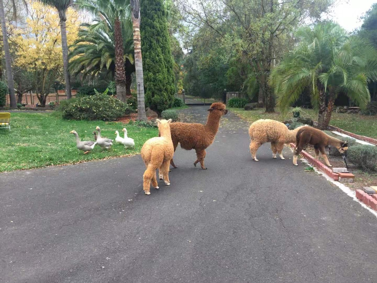 Will 's Wonderland Farmstay