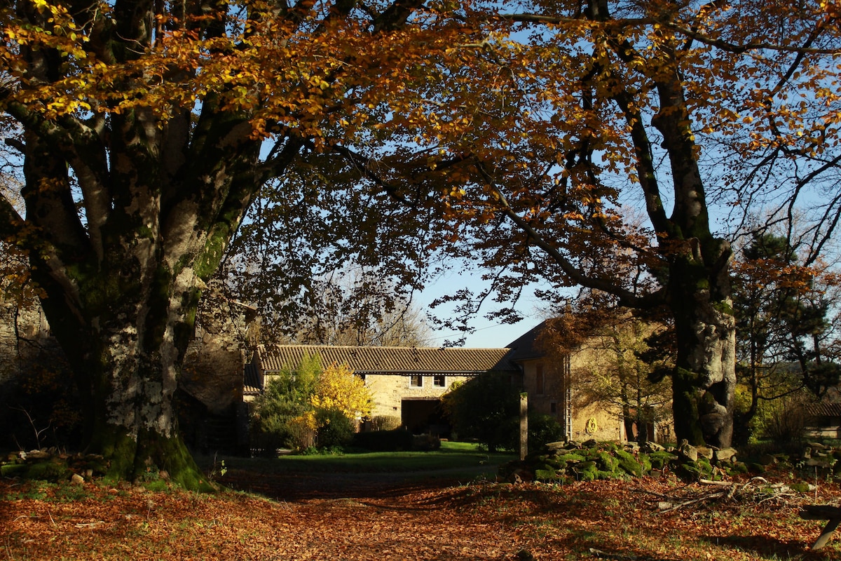 Calme, forêt et ciel étoilé