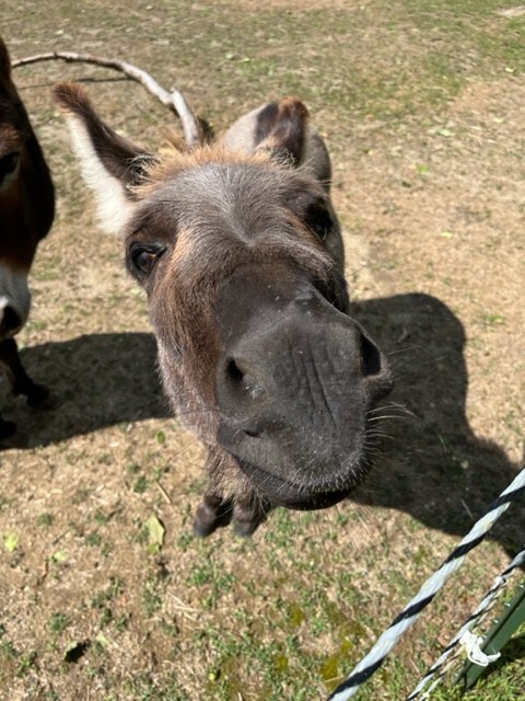 Lenox Retreat Near Tanglewood w/ Rescued Donkeys