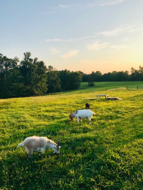 Vista Room at Beautiful Animal Sanctuary