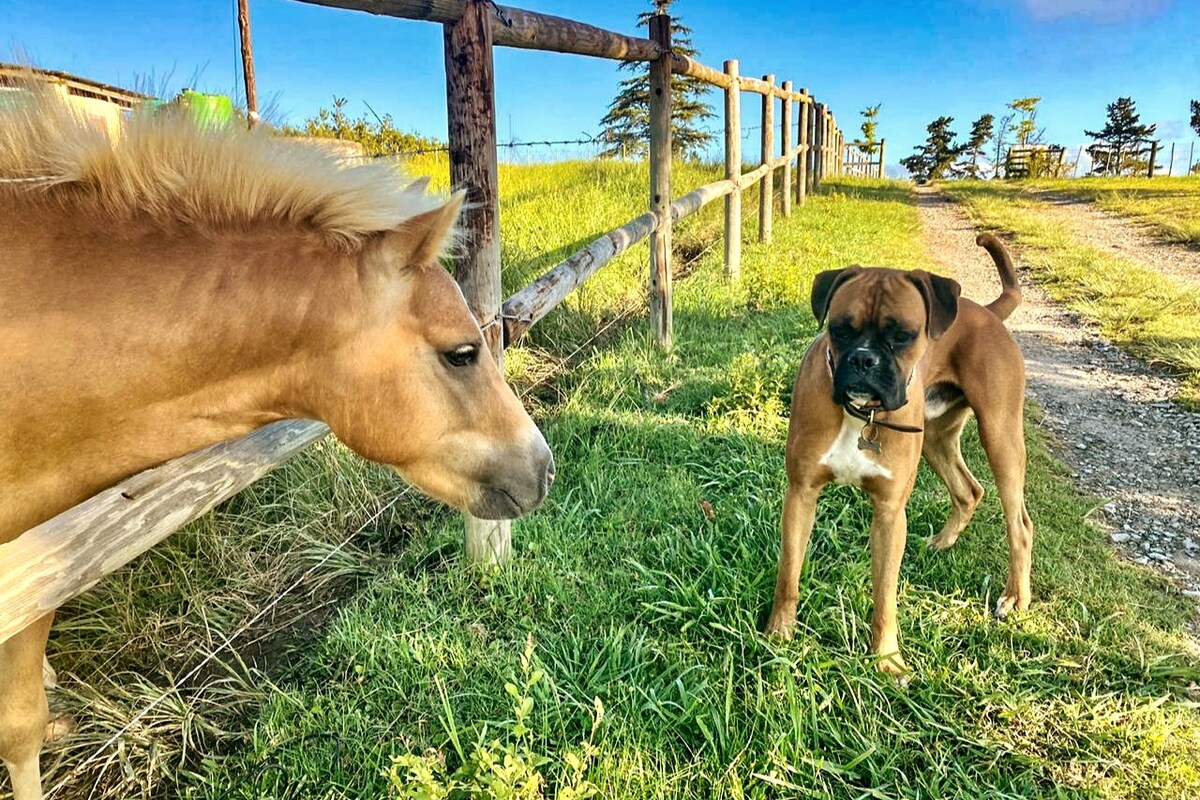 Two-Bedroom Cottage, Fernhill Guest Farm