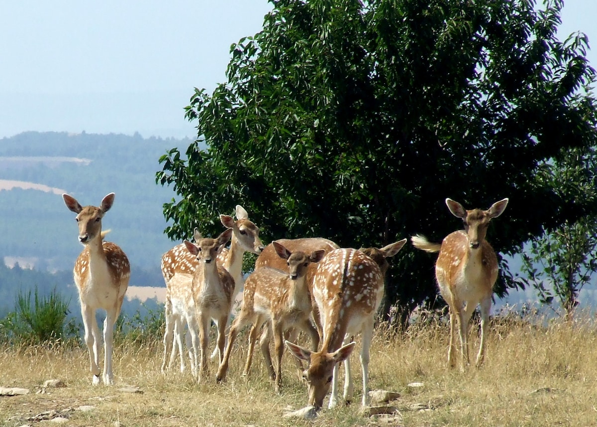 Gîte dans un domaine animalier "Lavandes"