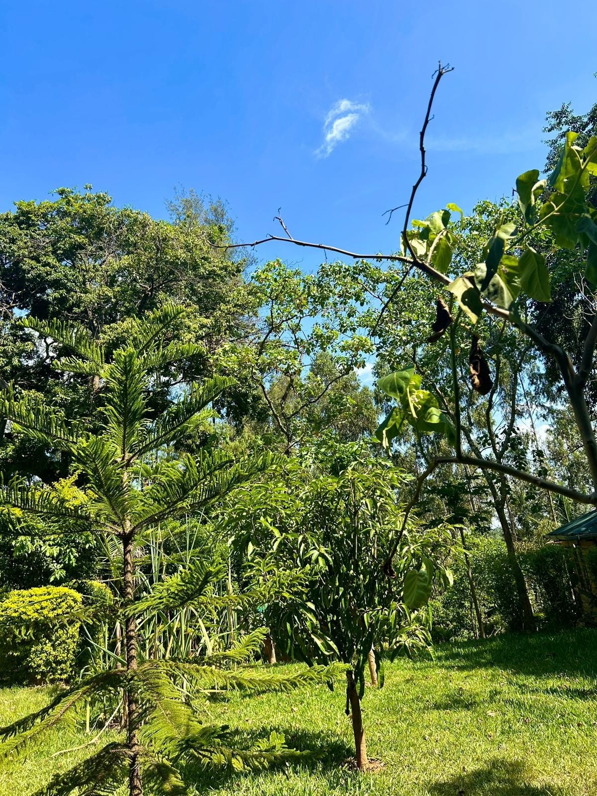 Kihingo Cottages森林中的小屋温馨小屋