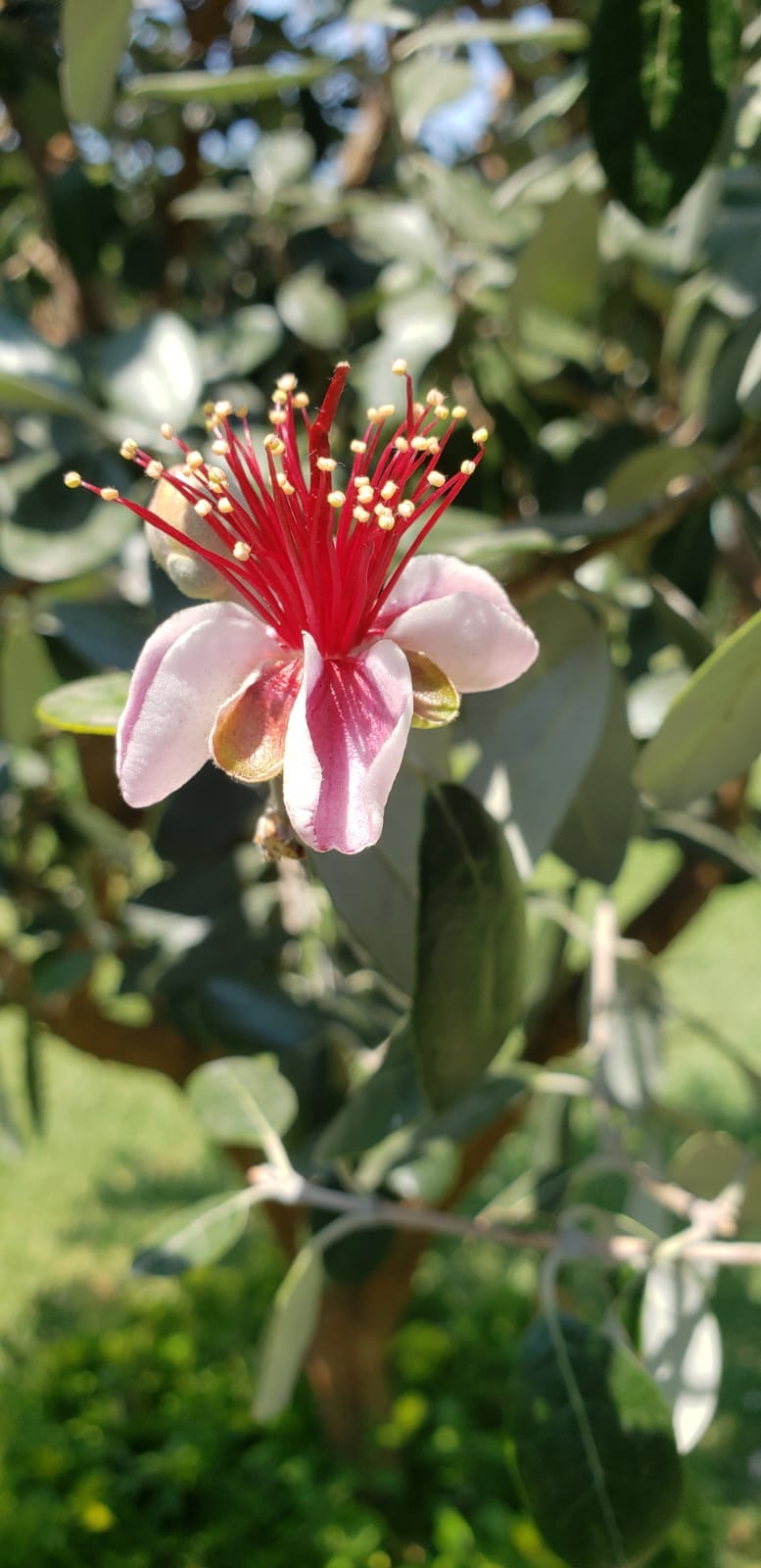 Hermosa Cabaña Privada Jardín y Alberca