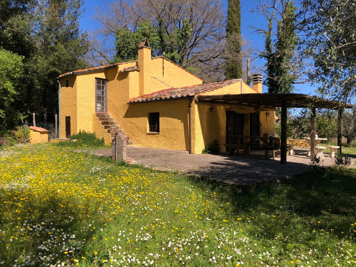 Independent typical country house in olive orchard