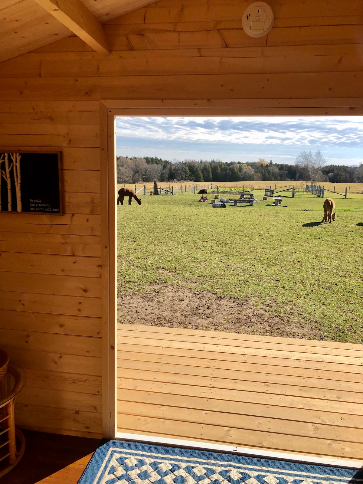 Bunkie on the Farm