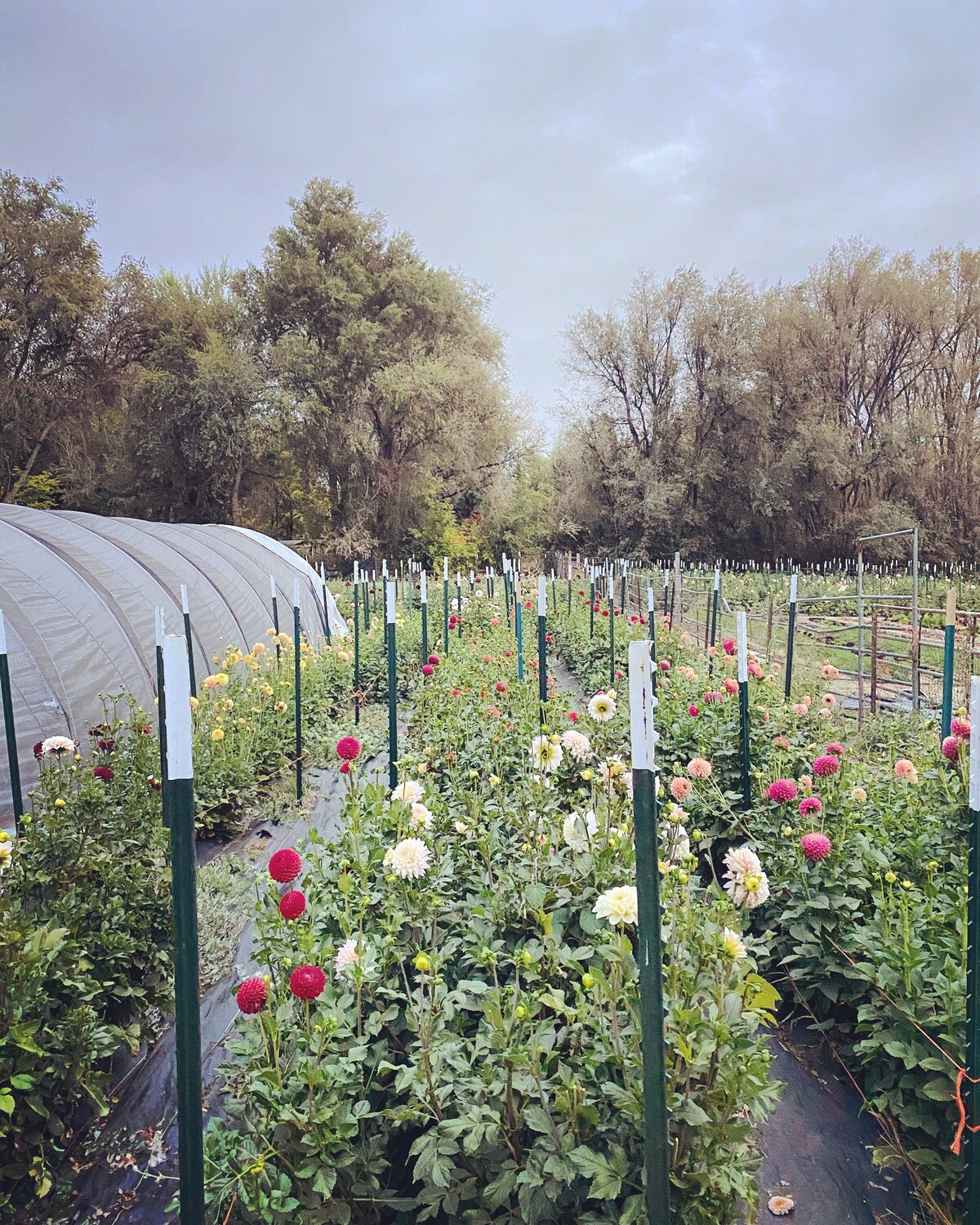 Flower Farm Retreat - near Downtown and Mountains