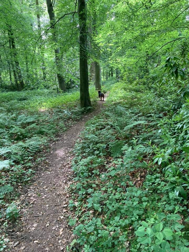 5月至8月提供达勒姆谷（ Durham dales ） -狗狗、热水浴缸放松