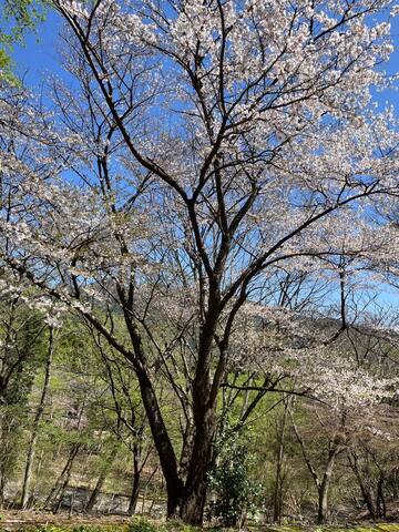 Higashiizu, Kamo District的民宿