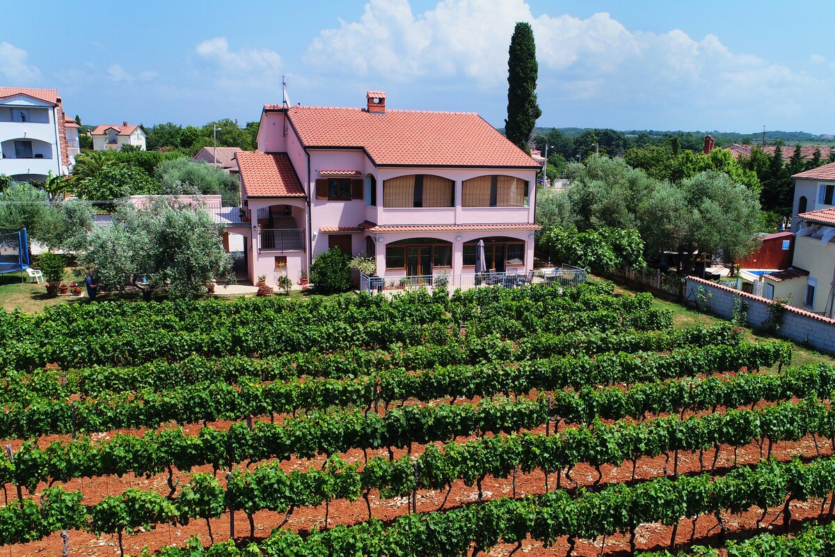 Apartment surrounded by vineyard and olive groves