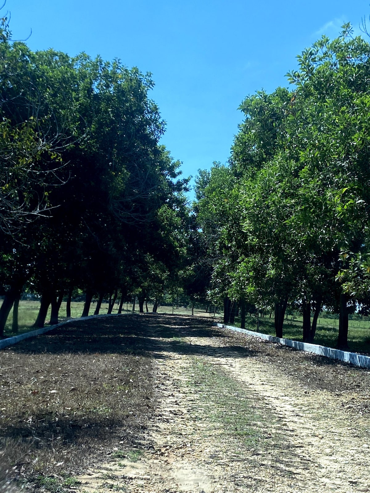 HACIENDA MENEGUA