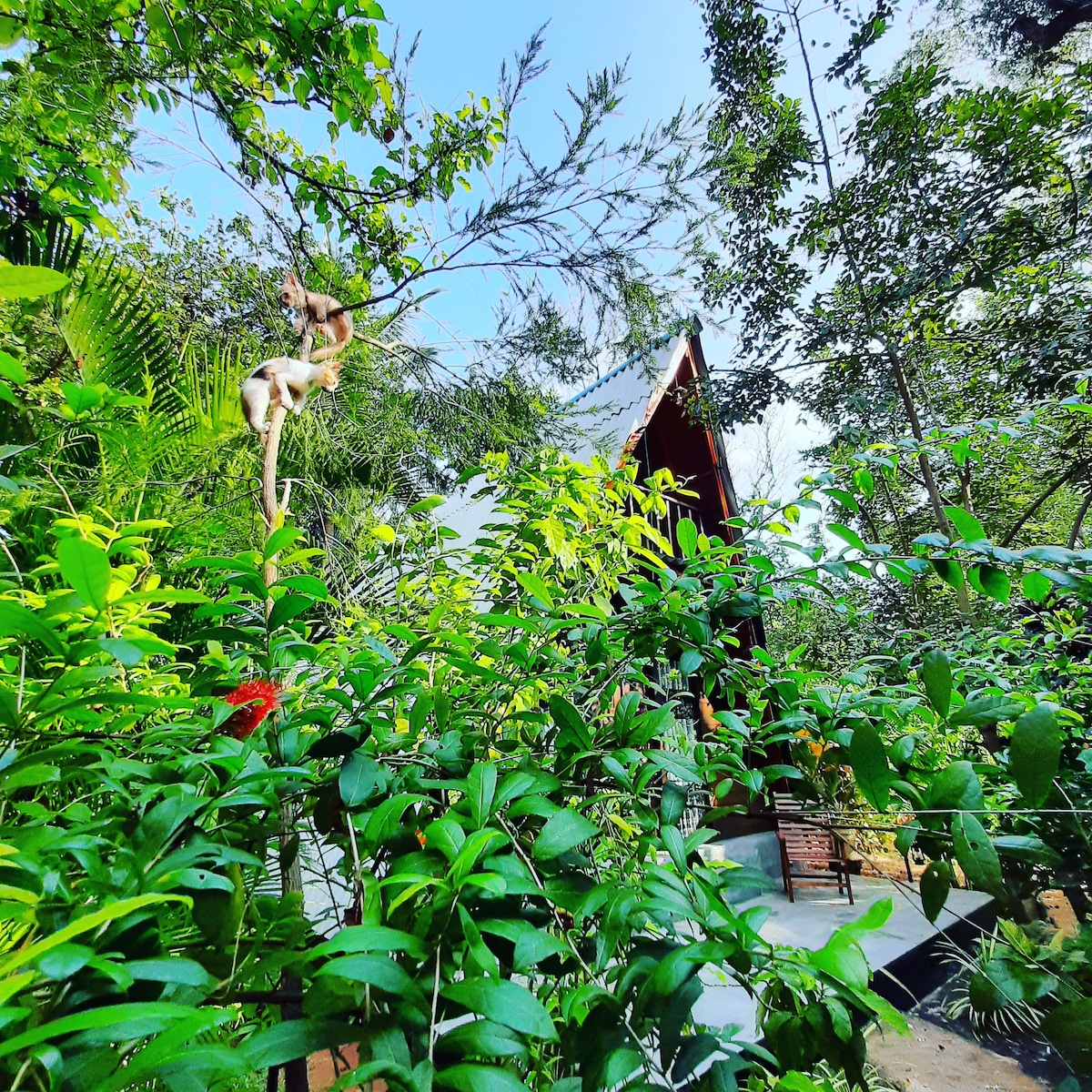 Sigiriya otunna客栈度假木屋家庭房