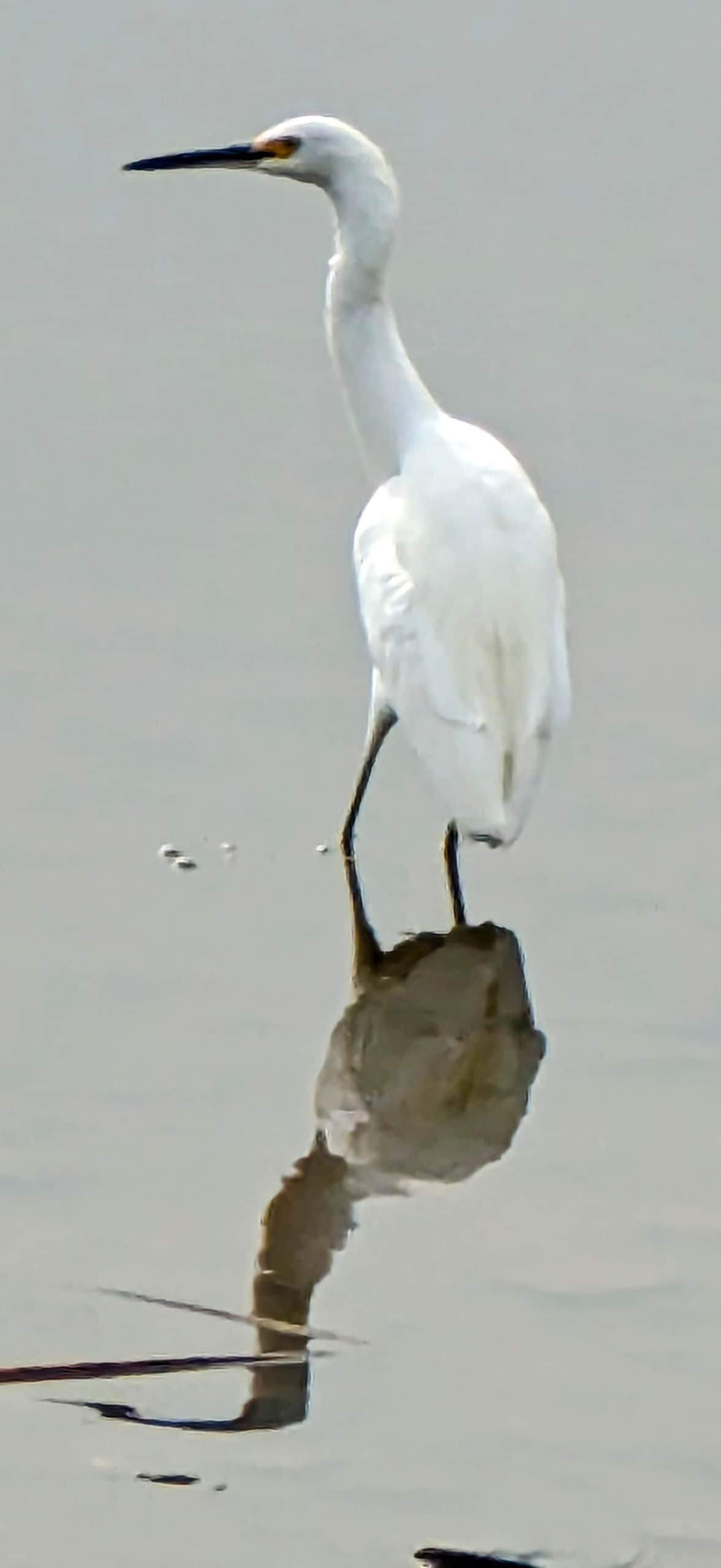 Premier Northshore Lakefront Birdwatching Home