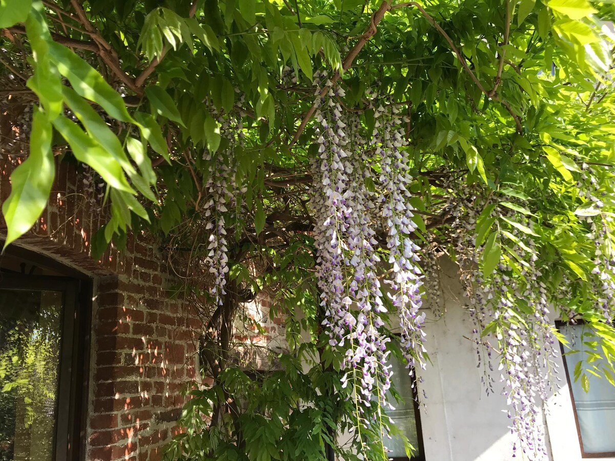 紫藤屋（ The Wisteria House ）