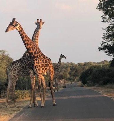 Leadwood Tree Safari Lodge -Tamboti Lodge 4