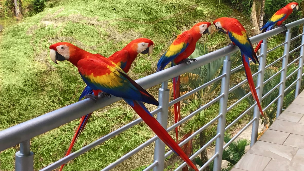 Villa Verde, Manuel Antonio