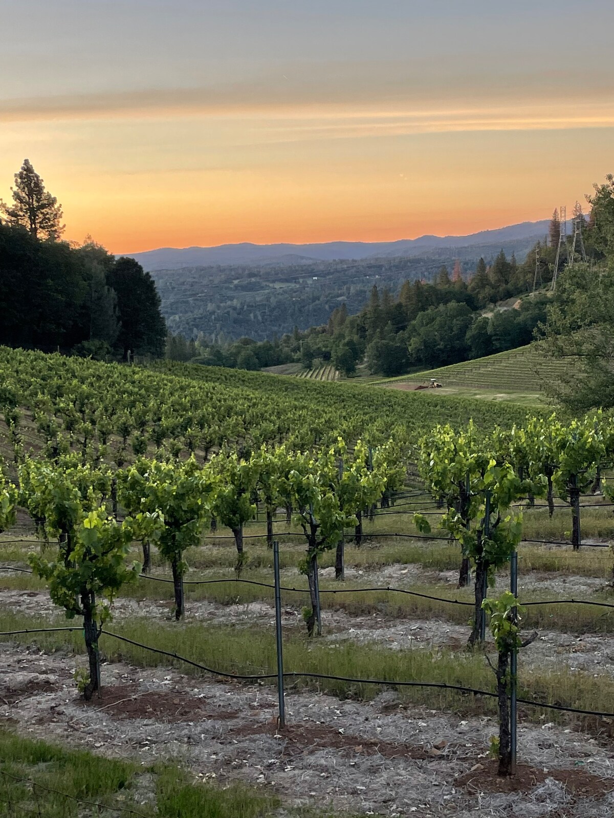 Wine Country Cottage in the heart of Apple Hill