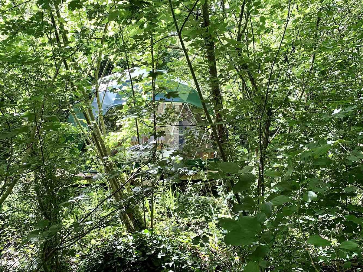 Géode Frêne Doré proche de St Emilion