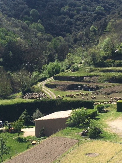 La chevelure de Bérénice,  loft et terrasse