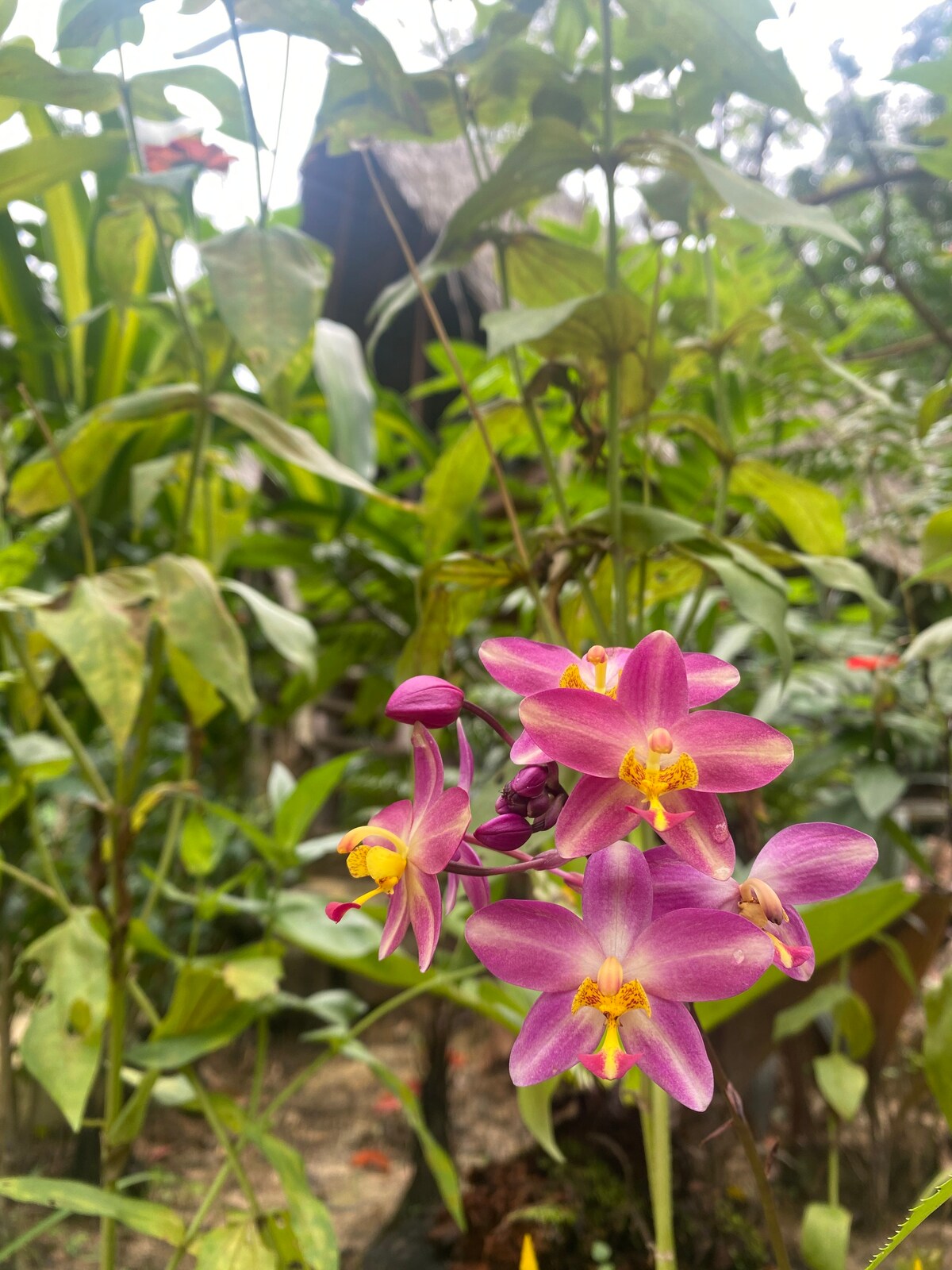 苏门答腊丛林小屋（ Sumatra Jungle Huts ）平房，卫生间