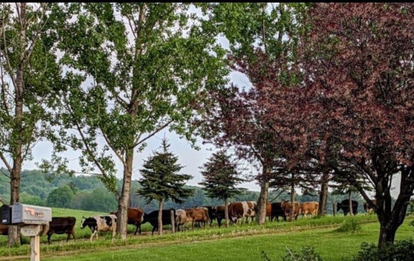 The 'Bull Pen' Spacious country farm